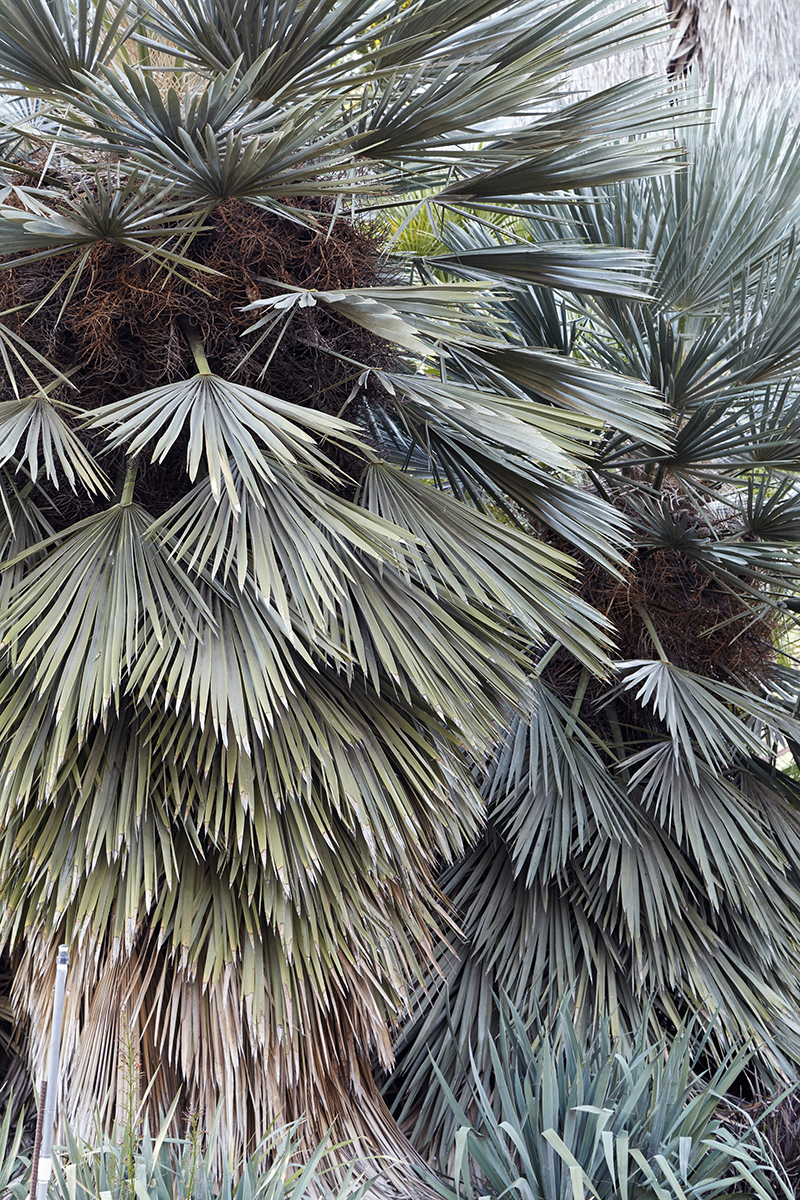 Trithrinax campestris