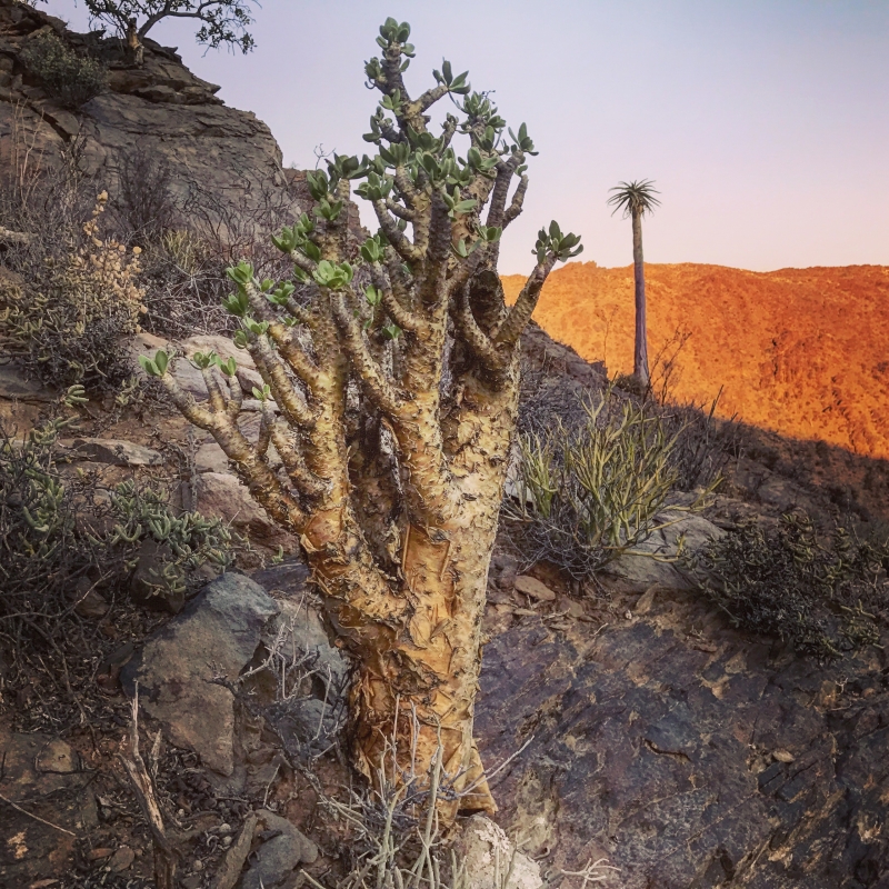 Tylecodon paniculatus