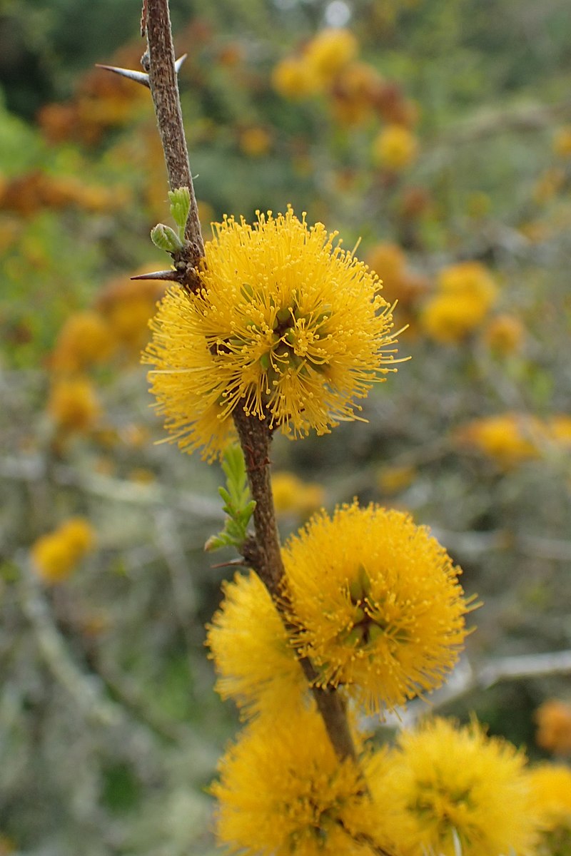 Vachellia caven