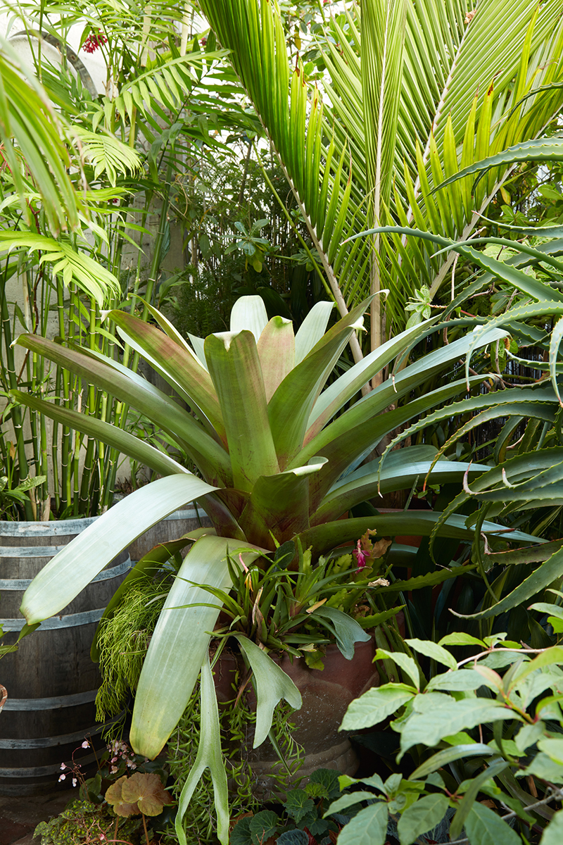 Vriesea imperialis