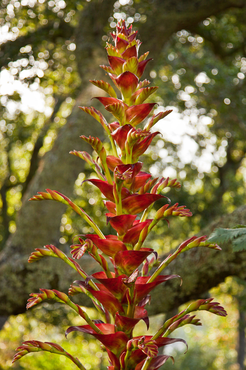 Vriesea imperialis