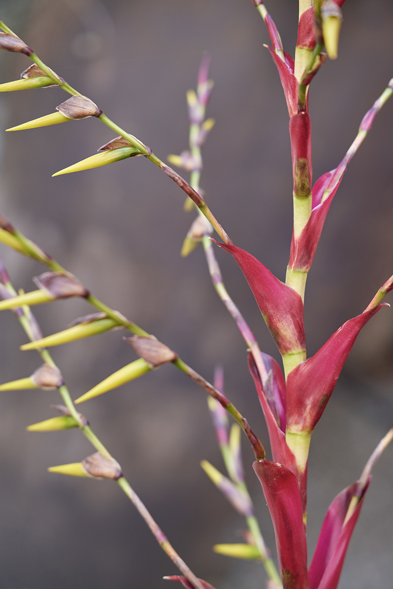 Vriesea philippocoburgii