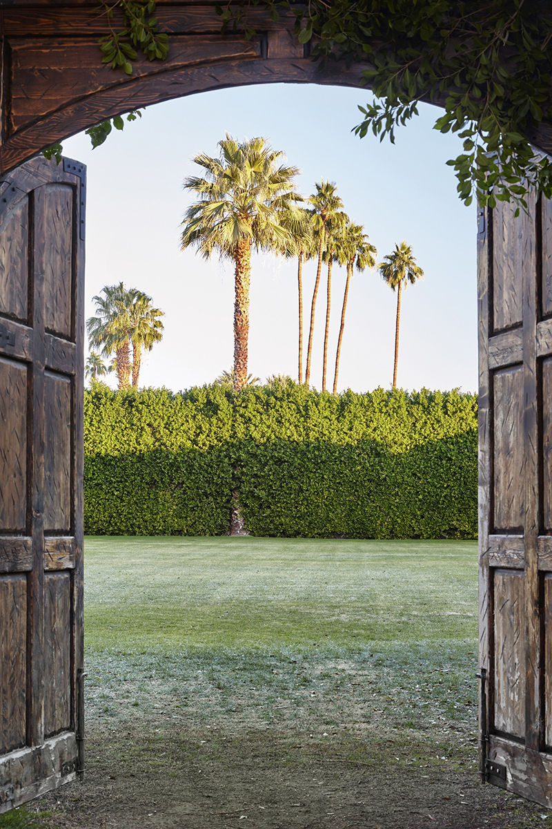 Washingtonia robusta