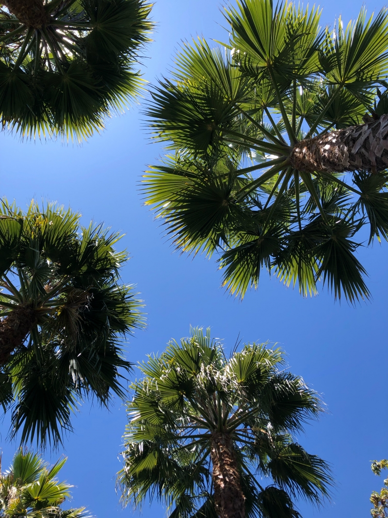 Washingtonia robusta