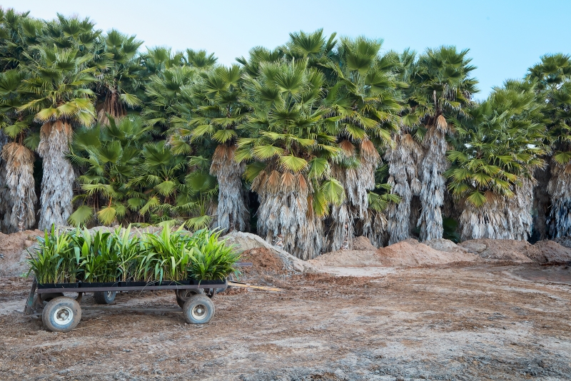 Washingtonia robusta