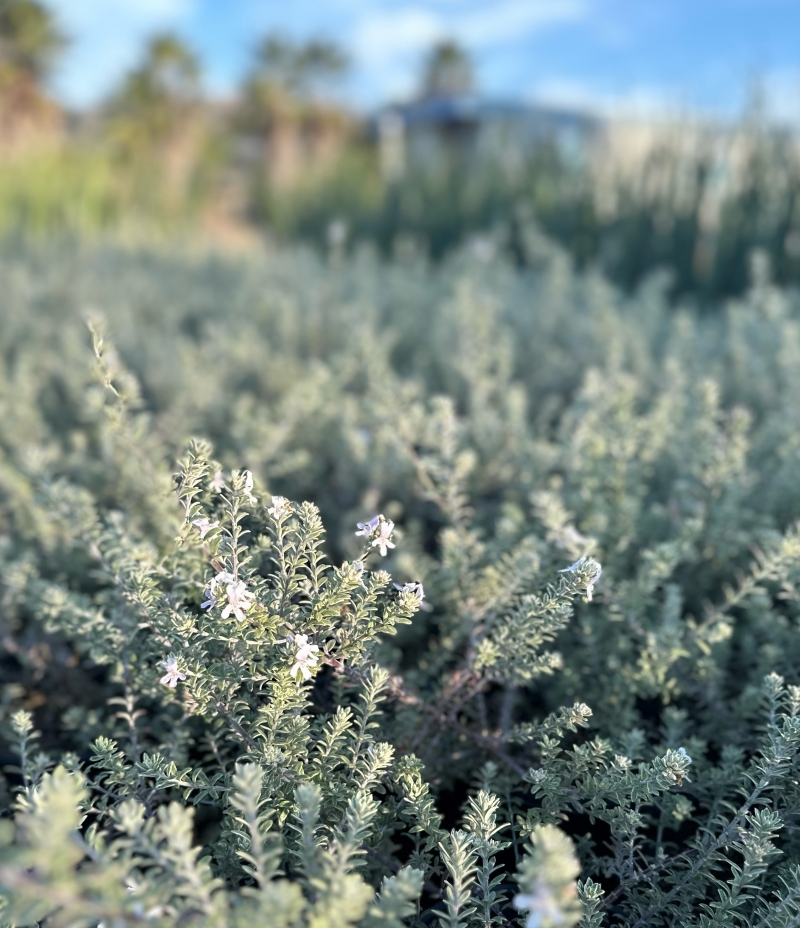 Westringia fruticosa 'Smokey'