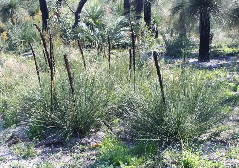 Xanthorrhoea brunonis