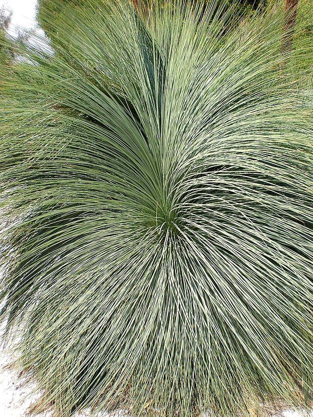 Xanthorrhoea glauca