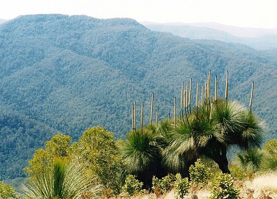 Xanthorrhoea glauca