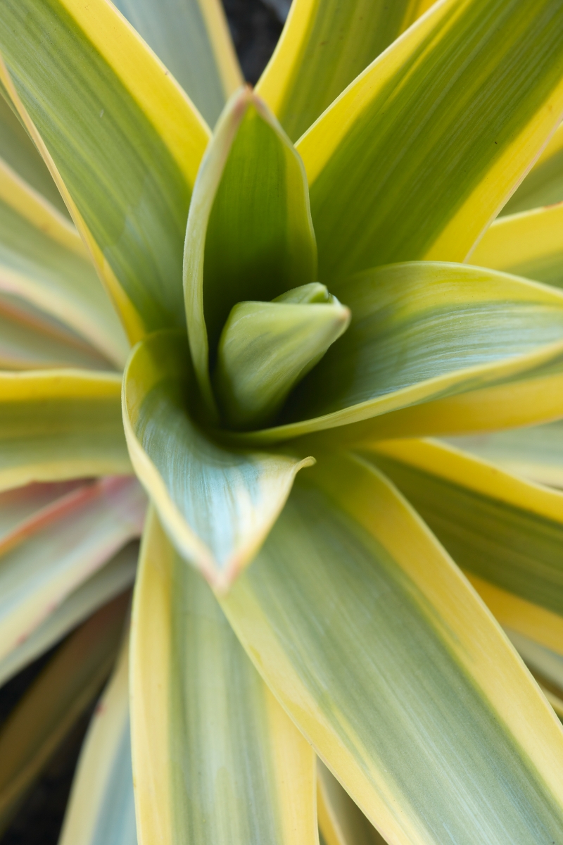 Yucca 'Bright Star'