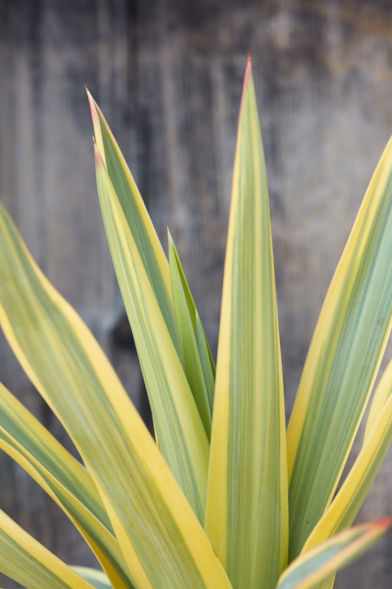 Yucca 'Bright Star'