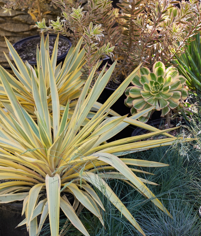 Yucca 'Bright Star'