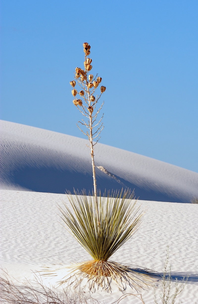 Yucca elata