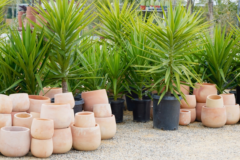 Yucca elephantipes