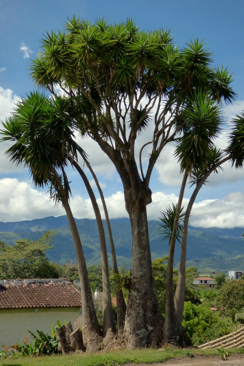 Yucca elephantipes