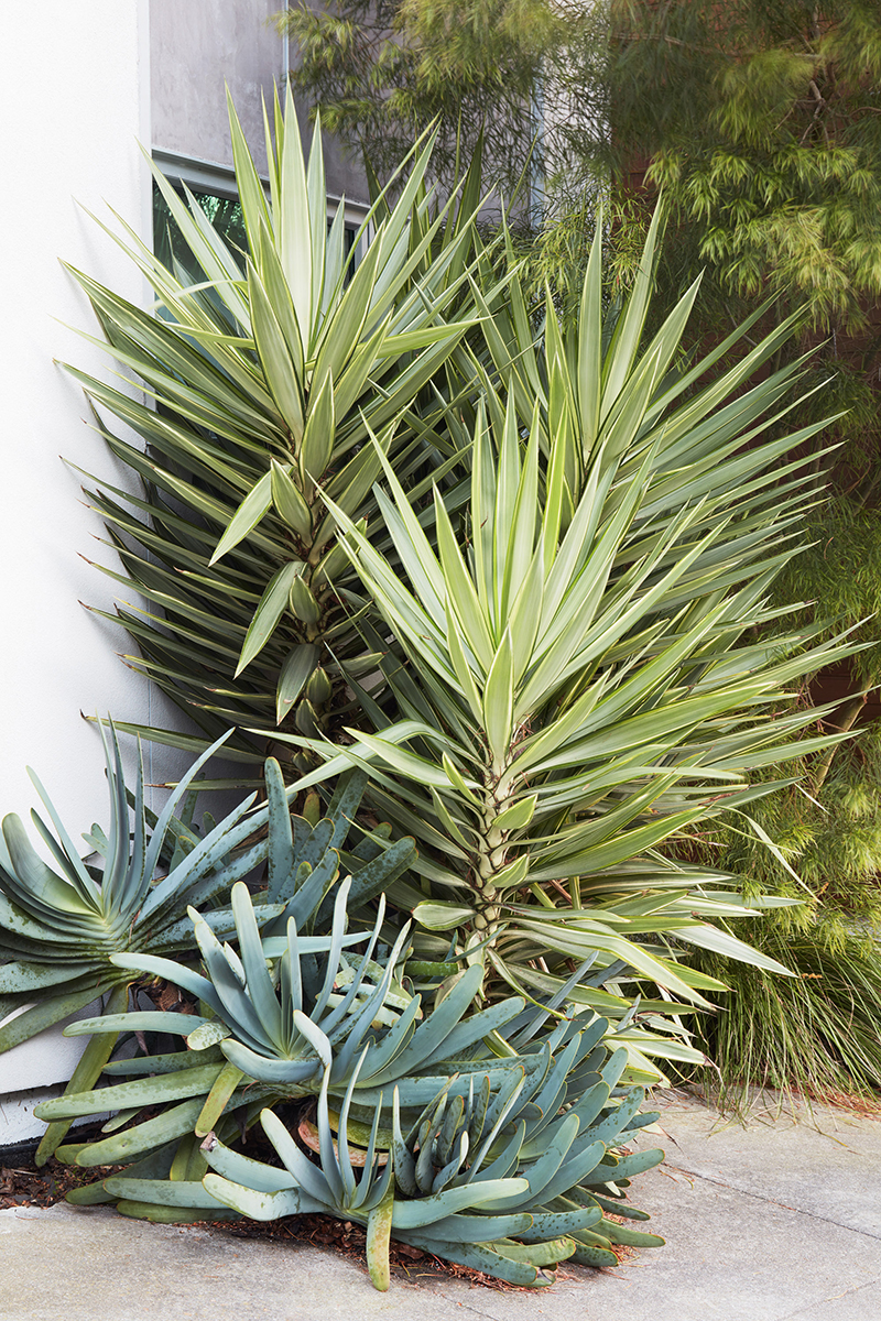 Yucca elephantipes 'Jewel'