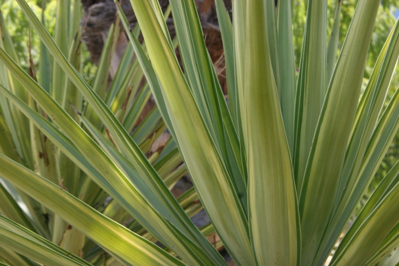 Yucca elephantipes 'Jewel'