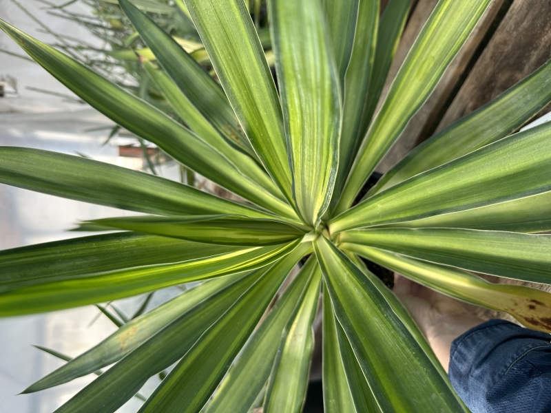 Yucca elephantipes 'Queen Giant'