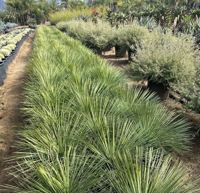 Yucca linearifolia