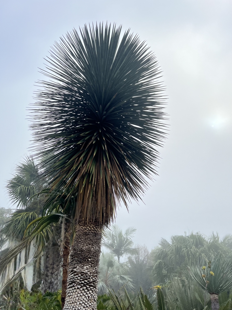 Yucca queretaroensis