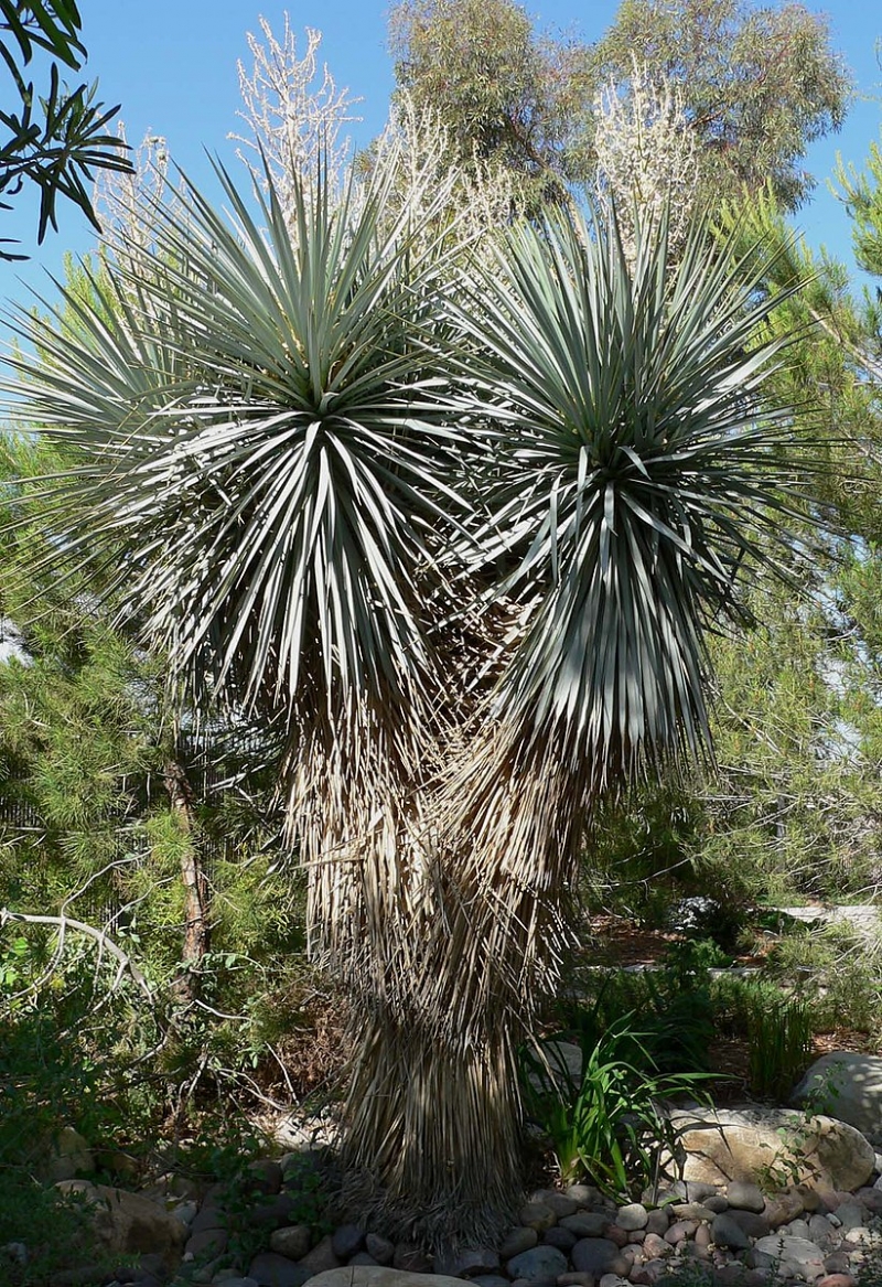 Yucca rigida