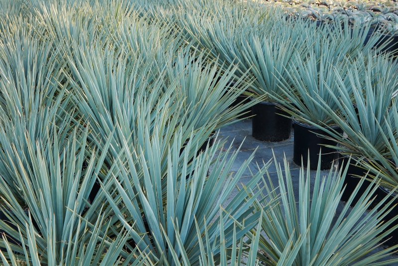 Yucca rigida Blue Sentry