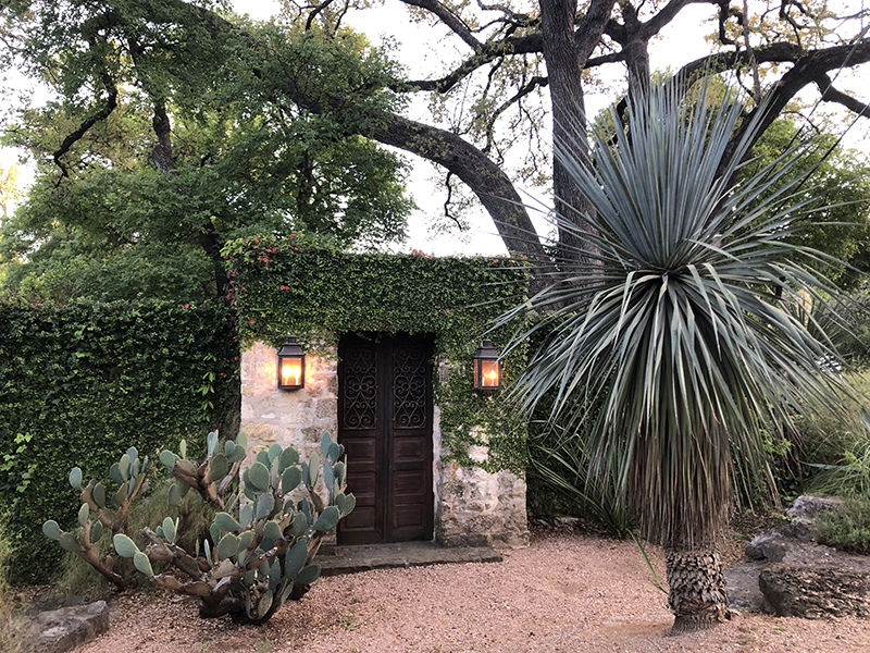 Yucca rostrata